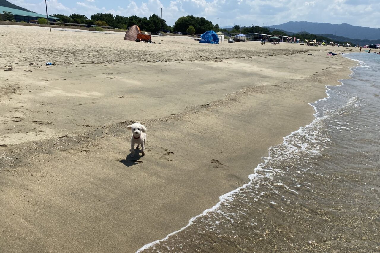 犬同伴でお楽しみいただけます